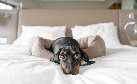 dog on bed